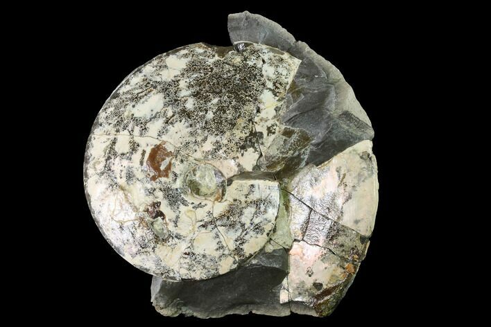 Fossil Ammonite (Sphenodiscus) in Rock - South Dakota #143840